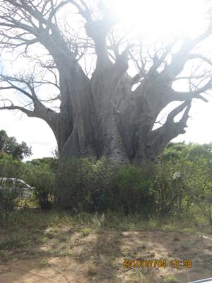 Baobab tree, Kruger National Park