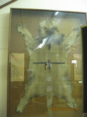 Display in the museum, Skukuza - the story of Harry Wolhuter