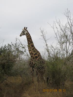 Giraffe was the first animal we saw