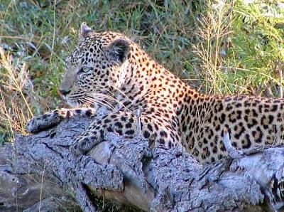 Dozing Leopard