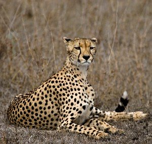 Regal cheetah