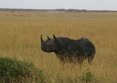 Black rhino