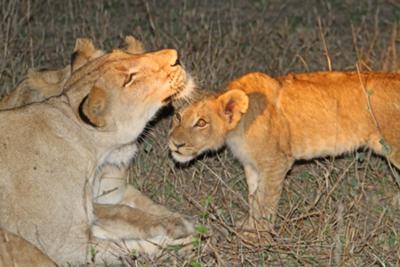 Lions, seen on one of the night drives