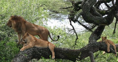 Tree Climbing Lions