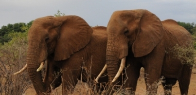 Elephants in Samburu - Mike Garratt