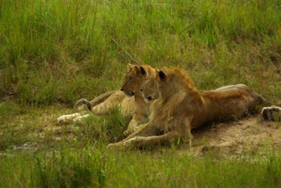 Lions at Masai Mara