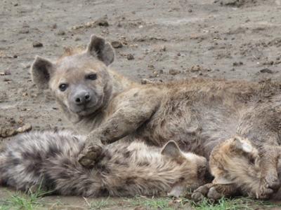 Hyena pups