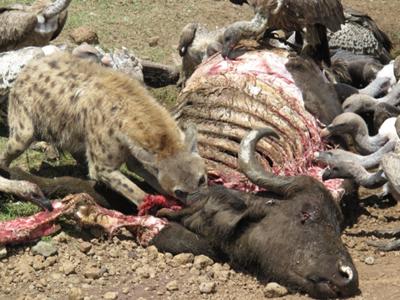 Hyena and vultures on carcass