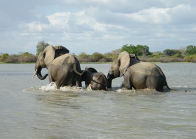 Elephants