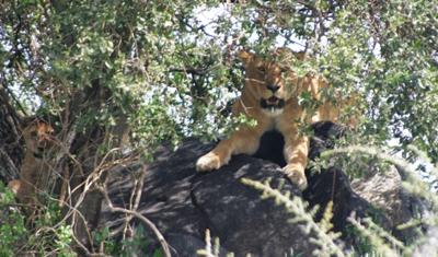 Lions on the rock outcropping