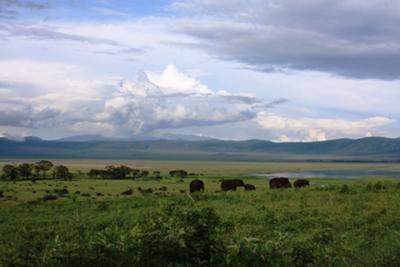 Elephants in the distance