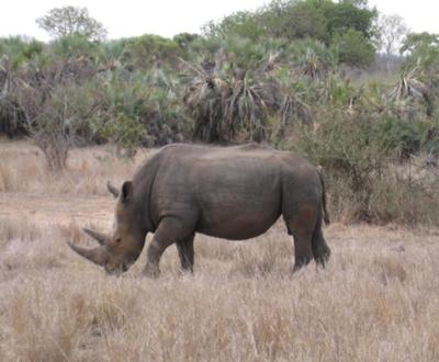 Rhino in South Africa