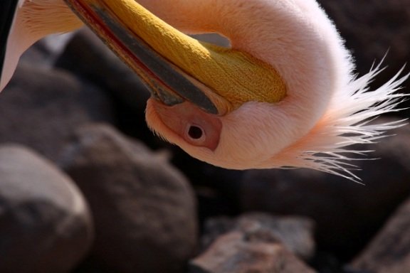 Stork