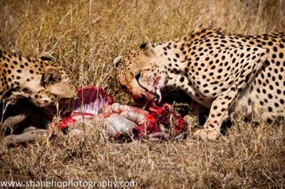 Cheetah on warthog kill