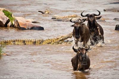 Crocodiles at Mara crossing