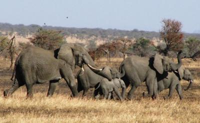 Elephant herd