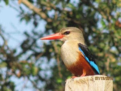 Kingfisher