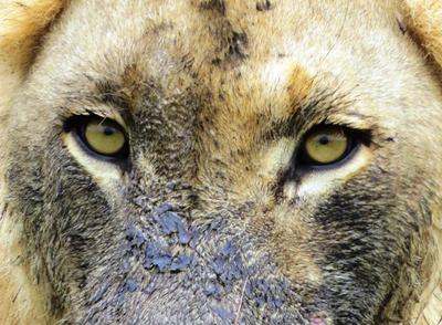 Lion close up; just finished eating a hippo