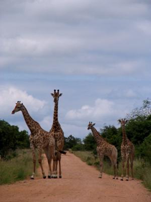 Giraffes in Kruger National Park - ©www.african-safari-journals.com
