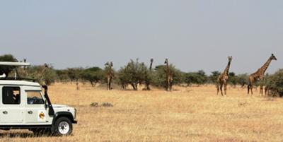 Giraffes in Enashiva Game Reserve