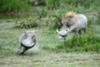 Warthog chase