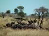 Vultures on elephant carcass