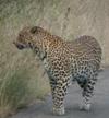 Leopard in the road!