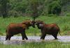 Elephants Sparring