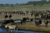 Wildebeest Migration