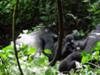 Habinyanja Gorillas