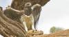 Martial Eagle with Mongoose Lunch
