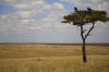 The beautiful Mara landscape.. the photo doesn't do even half the justice.