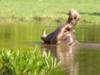 Hippo yawning