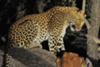 Leopard in a tree