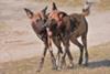 Wild dogs