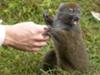 The shy but inquisitive Bamboo Lemur