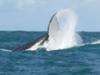 Whale watching off the coast of Ile St Marie