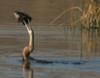 African darter fishing for breakfast