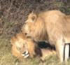 Okavango Delta - lions