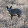 Bat Eared Fox