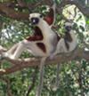 Lemurs