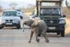 Kruger traffic jam