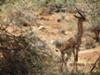 Gerenuk