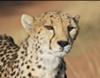 Cheetah close-up at Okonjima