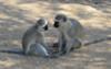 Vervet monkeys