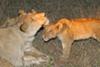 Lions, seen on one of the night drives