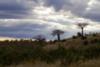 Baobab trees