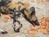 African wild dog