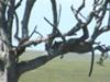 Leopard in tree - can you see the feet of the reedbuck?