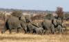 Elephant herd